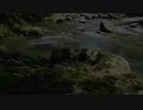 【渓流釣り】大ヤマメと森の精、カジカガエル【エサ、ルアー】