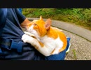 神社の参道で椅子に座ろうとしたら猫が急いで飛び乗ってきて膝の上に乗ってきた５
