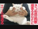 がんばる猫型珍獣、がんばるあなたにエールを送る