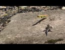 ニホントカゲを飽きても眺める　その4