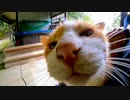 ライバル猫を追払って膝の上に乗って甘えてきた野良猫