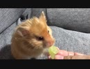 おやつはぶどう　【オッドアイのハムスター】