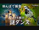 0826B【カルガモ親子で求愛!?謎ダンス】捕食ハクセキレイ、田んぼで食べられる芋虫。喧嘩、子に餌やり親子。鳩の水浴び。カラス。かわいいムクドリ。　#身近な生き物語　#カルガモ親子　#ハクセキレイ