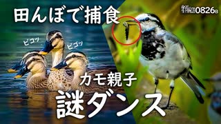 0826B【カルガモ親子で求愛!?謎ダンス】捕食ハクセキレイ、田んぼで食べられる芋虫。喧嘩、子に餌やり親子。鳩の水浴び。カラス。かわいいムクドリ。　#身近な生き物語　#カルガモ親子　#ハクセキレイ