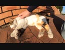 昼寝をしている野良猫にちょっかいを出す男【野良猫】【感動猫】