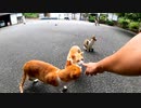 猫がたくさんいる神社で椅子に座ったら猫が寄ってきて愉しい