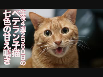 生後4週2960日のベテラン子猫、七色の甘え鳴き