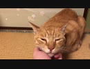 つまらなそうな顔の猫