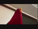 2回見る動画