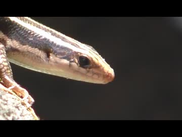 ニホントカゲを飽きても眺める　その5