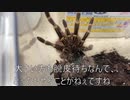 [脱皮が待たれる]タランチュラ飼育日記その３１１[やることなどない］