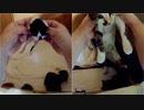 シーツ替えで鳴きまくっていた赤ちゃんたちがついに…【生後10日目-3 五匹の子猫】