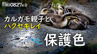 0827B【カルガモ親子 雛団子】寝ている子にハクセキレイとイソシギ捕食。アオサギとコサギ。亀スッポン。残暑の鶴見川水系恩田川でコンデジ野鳥撮影　#身近な生き物語　#カルガモ親子　#ハクセキレイ