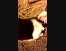 空腹に耐えられず人間に話しかける野良猫#Shorts【野良猫】【感動猫】