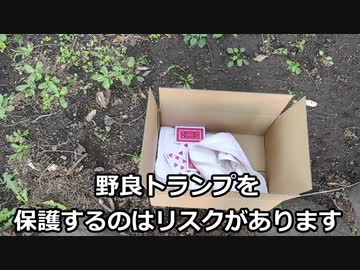 生後１日の捨てトランプの赤ちゃん子トランプを保護しました。
