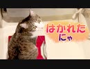 自分で体組成計に乗る猫