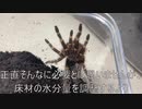 [水飲みはいるんか]タランチュラ飼育日記その３１２[悩みは尽きない］
