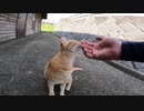 緊急事態宣言が解除されたので感動猫動画に出てくる猫に会って来た
