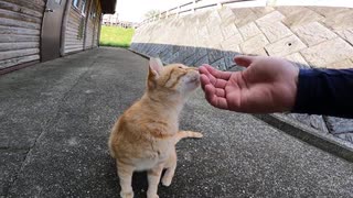 緊急事態宣言が解除されたので感動猫動画に出てくる猫に会って来た