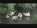 飛べない母鳥と飛べる子ども　カモの家族