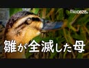 0828B【カルガモ親子 雛鳥が全滅した母】カラスの飛翔。イソヒヨドリが実を吐く。スズメの水浴び。キジバトの巣、親鳥が巣を放置？　鶴見川水系野鳥撮影 #身近な生き物語　#カルガモ親子　#イソヒヨドリ