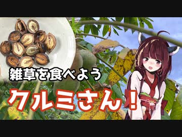 【思い切って野草を食べてみよう】#35 クルミさん！