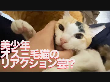 甘ったれオス三毛猫、ごまかしのリアクション芸を披露する