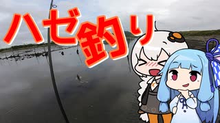 ハゼ釣れねえおじさんを実況する紲星と琴葉【VOICEROIDフィッシング】
