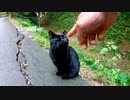 山道で黒猫がいたのでナデナデしたら別の黒猫もモフられに来た