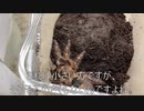 [虫歯の悪化]タランチュラ飼育日記その３１３[痛みすごぉい］