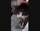虐待撲滅のため信者に教えを説く猫神社の猫様#Shorts【野良猫】【感動猫】