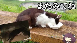 【野良猫】近所の野良猫さんが出産してました＃０１【VOICEROID】