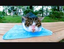 何故か公園のベンチでタオルを敷いて座っている野良猫