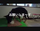 おかわり、ください