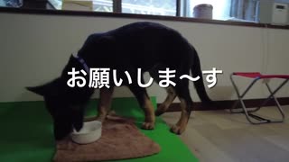 おかわり、ください