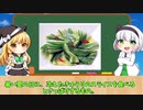 【ゆっくり解説】きゅうりが世界一番栄養価の低い野菜って本当？むしろ超健康的！！