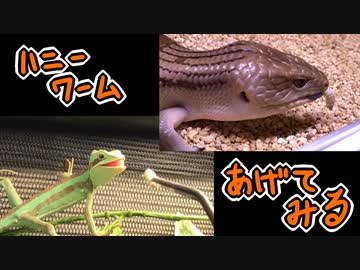 みんなにハニーワームをあげてみる