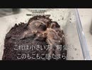 [もこもこで好き]タランチュラ飼育日記その３１４[ふわふわ］