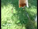 もう他界してしまった柴犬が、10年くらい前に栗で遊んでいる動画