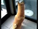 10年以上前の動画 父が帰ってきて喜ぶ犬(どちらも他界してるけど)音無し
