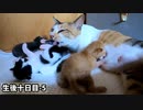 茶トラだけが母乳を飲んでいる『生まれた時はひとりだけおっぱいに辿り着けなかった赤ちゃん猫』【生後10日目-5 五匹の子猫】