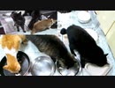今週のおやつ【蒼民家の猫々】