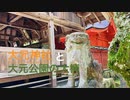 夏の終わりに西ノ松原を抜け「厳島神社」境外 摂社「大元神社」と大元公園にある楠の大木