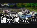 0830B【カルガモ親子 子ガモが迷子】減った雛。羽が育ってきた。鳩水浴びと卵。カルカル探検隊、喧嘩。ムクドリとハクセキレイ。ガビチョウ。関東野鳥撮影　#身近な生き物語　#カルガモ親子　#カワラバト