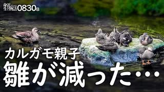 0830B【カルガモ親子 子ガモが迷子】減った雛。羽が育ってきた。鳩水浴びと卵。カルカル探検隊、喧嘩。ムクドリとハクセキレイ。ガビチョウ。関東野鳥撮影　#身近な生き物語　#カルガモ親子　#カワラバト