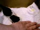 ３匹の超仔猫！お袋のぬくもりシステム
