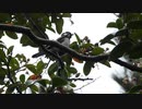 シジュウカラの鳴き声