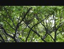 【集まれ】シジュウカラの鳴き声　メジロと雨宿り