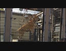 檻の中を駆け上る１匹の虎 [京都市動物園] (2020/10/24)