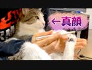 肉球のあいだのもふもふの毛をカットされる猫